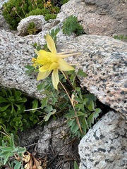 Aquilegia pubescens
