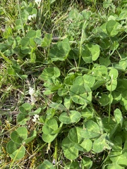 Trifolium subterraneum