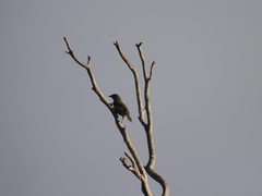 Ptilonorhynchus violaceus