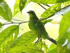 Chloropsis sonnerati