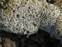 Galeolaria caespitosa