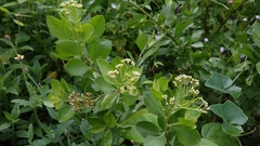 Pluchea indica