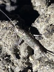 Machilinae