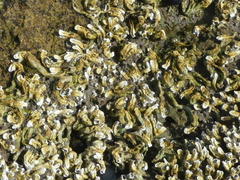 Galeolaria caespitosa