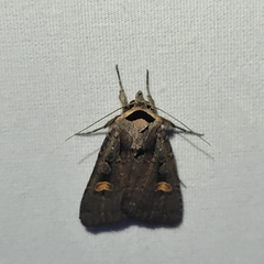 Adelphagrotis indeterminata