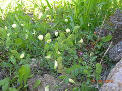 Lathyrus aphaca