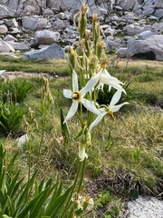 Dodecatheon
