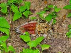 Lethocerus medius