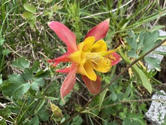 Aquilegia pubescens