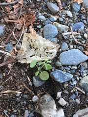 Pueraria montana lobata