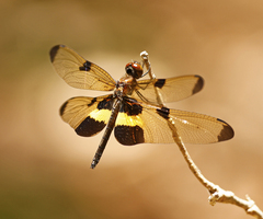 Rhyothemis phyllis