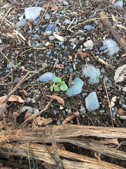 Pueraria montana lobata