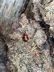 Coccinella monticola