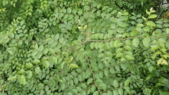 Ziziphus oenopolia