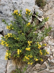 Ericameria discoidea