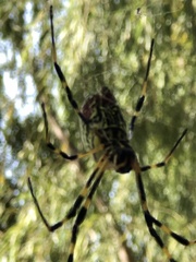 Trichonephila clavata