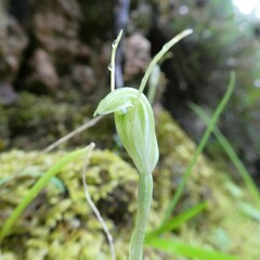 Pterostylis nana