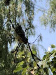 Trichonephila clavata