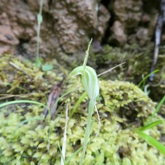 Pterostylis nana