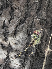 Trichonephila clavata