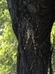 Trichonephila clavata