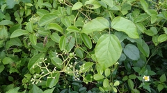 Causonis trifolia