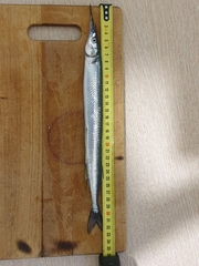 Japanese Halfbeak photo 2