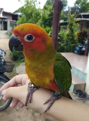 Aratinga solstitialis