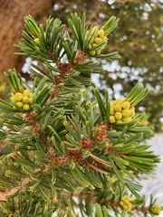 Pinus balfouriana