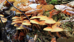 Hypholoma capnoides