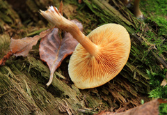 Hypholoma capnoides