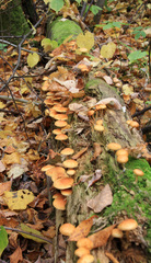 Hypholoma capnoides