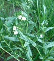 Buglossoides arvensis