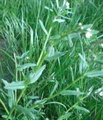 Buglossoides arvensis