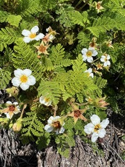 Chamaebatia foliolosa