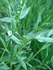 Buglossoides arvensis