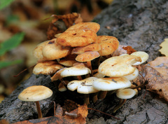 Flammulina