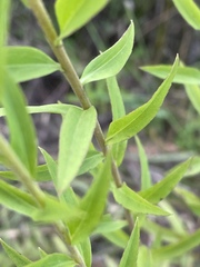 Solidago leavenworthii