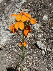 Erysimum