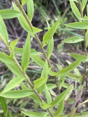 Solidago leavenworthii