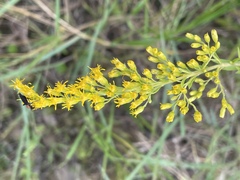 Solidago leavenworthii
