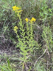 Solidago leavenworthii