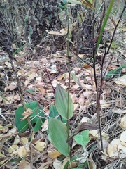 Epipactis
