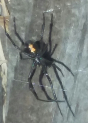 Latrodectus hesperus