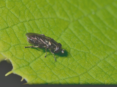 Eumerus