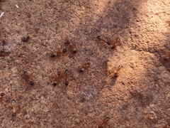 Camponotus sansabeanus