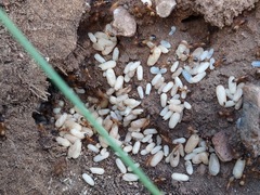 Camponotus sansabeanus