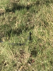 Pseudechis porphyriacus