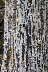 Polygraphus proximus