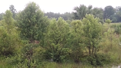 Mitragyna rotundifolia